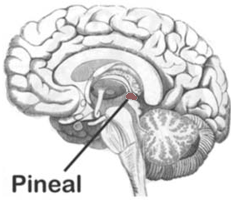 pineal